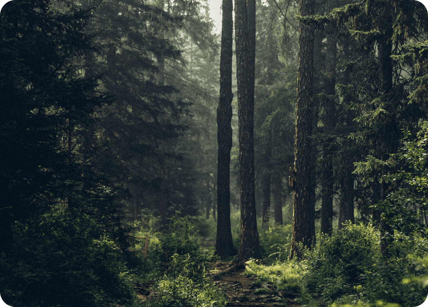 Forest canopy filtered through soft light